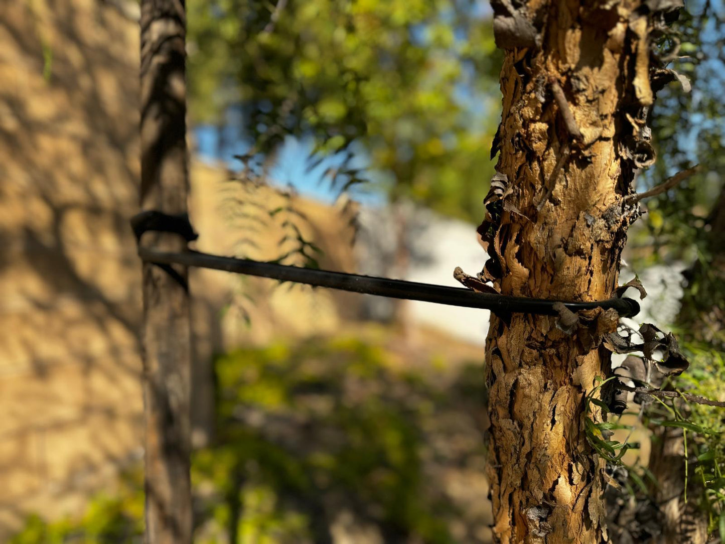 32-Inch Tree Ties with Complimentary Nail (Black)