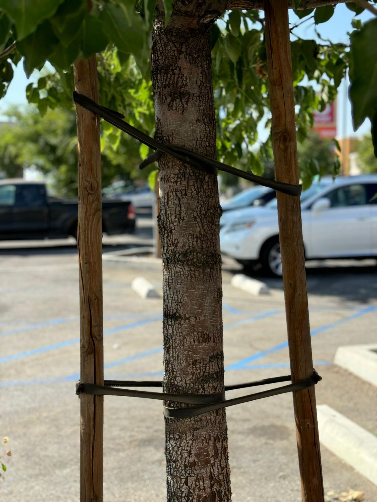32-Inch Tree Ties with Complimentary Nail (Black)
